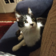 Image for article titled The Cats Of Kotaku